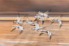 Snow geese in flight, wings are blurred in long time exposure as they are flying. Bosque Del Apache, Socorro, New Mexico, USA. Image #26211