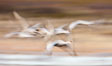 Sandhill cranes flying, wings blurred from long time exposure. Bosque Del Apache, Socorro, New Mexico, USA. Image #26216