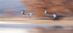 Sandhill cranes flying, wings blurred from long time exposure. Bosque Del Apache, Socorro, New Mexico, USA. Image #26225