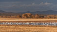 Snow geese and sandhill cranes. Bosque Del Apache, Socorro, New Mexico, USA. Image #26239