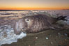 Northern elephant seal. Image #26690