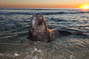 Northern elephant seal. Image #26698