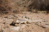 Desert iguana, one of the most common lizards of the Sonoran and Mojave deserts of the southwestern United States and northwestern Mexico. Joshua Tree National Park, California, USA. Image #26728