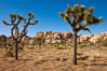 Joshua trees, a species of yucca common in the lower Colorado desert and upper Mojave desert ecosystems. Joshua Tree National Park, California, USA. Image #26732