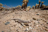 Desert iguana, one of the most common lizards of the Sonoran and Mojave deserts of the southwestern United States and northwestern Mexico. Joshua Tree National Park, California, USA. Image #26735