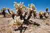 Teddy-Bear cholla cactus. This species is covered with dense spines and pieces easily detach and painfully attach to the skin of distracted passers-by. Joshua Tree National Park, California, USA. Image #26742