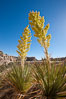 Parry's Nolina, or Giant Nolina, a flowering plant native to southern California and Arizona founds in deserts and mountains to 6200'. It can reach 6' in height with its flowering inflorescence reaching 12'. Joshua Tree National Park, USA. Image #26746
