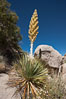 Parry's Nolina, or Giant Nolina, a flowering plant native to southern California and Arizona founds in deserts and mountains to 6200'. It can reach 6' in height with its flowering inflorescence reaching 12'. Joshua Tree National Park, USA. Image #26760