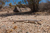 Desert iguana, one of the most common lizards of the Sonoran and Mojave deserts of the southwestern United States and northwestern Mexico. Joshua Tree National Park, California, USA. Image #26774