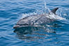 Bottlenose dolphin, breaching the surface of the ocean, offshore of San Diego. California, USA. Image #26805