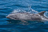 Bottlenose dolphin, breaching the surface of the ocean, offshore of San Diego. California, USA. Image #26813