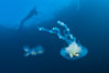 Freediver photographing pelagic gelatinous zooplankton, adrift in the open ocean. San Diego, California, USA. Image #26817