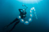 Freediver photographing pelagic gelatinous zooplankton, adrift in the open ocean. San Diego, California, USA. Image #26818