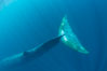 Fin whale underwater.  The fin whale is the second longest and sixth most massive animal ever, reaching lengths of 88 feet. La Jolla, California, USA. Image #27111