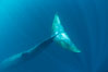 Fin whale underwater.  The fin whale is the second longest and sixth most massive animal ever, reaching lengths of 88 feet. La Jolla, California, USA