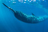 Fin whale underwater.  The fin whale is the second longest and sixth most massive animal ever, reaching lengths of 88 feet. La Jolla, California, USA. Image #27113