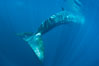 Fin whale underwater.  The fin whale is the second longest and sixth most massive animal ever, reaching lengths of 88 feet. La Jolla, California, USA