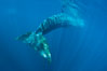 Fin whale underwater.  The fin whale is the second longest and sixth most massive animal ever, reaching lengths of 88 feet. La Jolla, California, USA. Image #27116