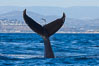A humpback whale raises it fluke out of the water, the coast of Del Mar and La Jolla is visible in the distance. California, USA. Image #27137