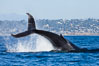 A humpback whale raises it fluke out of the water, the coast of Del Mar and La Jolla is visible in the distance. California, USA. Image #27141