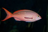 Pacific creolefish. Image #27210