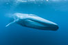 Blue whale underwater closeup photo.  This incredible picture of a blue whale, the largest animal ever to inhabit earth, shows it swimming through the open ocean, a rare underwater view.  Over 80' long and just a few feet from the camera, an extremely wide lens was used to photograph the entire enormous whale. California, USA