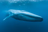 Blue whale underwater closeup photo.  This picture of a blue whale, the largest animal ever to inhabit earth, shows it swimming through the open ocean, a rare underwater view.  Since this blue whale was approximately 80-90' long and just a few feet from the camera, an extremely wide lens was used to photograph the entire enormous whale. California, USA. Image #27299