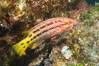 Mexican hogfish, female coloration, Sea of Cortez, Baja California, Mexico. Image #27499