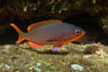 Pacific creolefish, Sea of Cortez, Baja California, Mexico. Image #27501