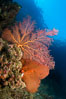 Reef with gorgonians and marine invertebrates, Sea of Cortez, Baja California, Mexico. Image #27504
