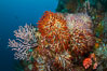 Reef with gorgonians and marine invertebrates, Sea of Cortez, Baja California, Mexico. Image #27510
