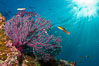 Reef with gorgonians and marine invertebrates, Sea of Cortez, Baja California, Mexico. Image #27514