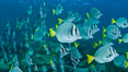 Yellow-tailed surgeonfish schooling, Sea of Cortez, Baja California, Mexico. Image #27564
