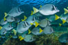 Yellow-tailed surgeonfish schooling, Sea of Cortez, Baja California, Mexico. Image #27565