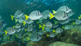 Yellow-tailed surgeonfish schooling, Sea of Cortez, Baja California, Mexico. Image #27566