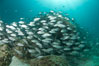Schooling fish in the Sea of Cortez. Baja California, Mexico. Image #27567