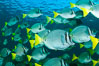 Yellow-tailed surgeonfish schooling, Sea of Cortez, Baja California, Mexico. Image #27571