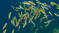 Cortez rainbow wrasse schooling over reef in mating display, Sea of Cortez, Baja California, Mexico. Image #27576