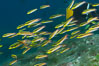 Cortez rainbow wrasse schooling over reef in mating display, Sea of Cortez, Baja California, Mexico. Image #27577