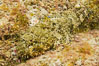 Stone scorpionfish, Sea of Cortez, Baja California, Mexico. Image #27579