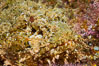 Stone scorpionfish, Sea of Cortez, Baja California, Mexico. Image #27580