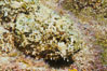 Stone scorpionfish, Sea of Cortez, Baja California, Mexico. Image #27581