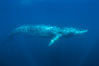 Fin whale underwater. The fin whale is the second longest and sixth most massive animal ever, reaching lengths of 88 feet. Image #27594