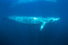 Fin whale underwater, Balaenoptera physalus photo, #27593