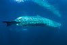 Fin whale underwater. The fin whale is the second longest and sixth most massive animal ever, reaching lengths of 88 feet. Image #27597
