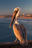 California brown pelican on Oceanside Pier, sitting on the pier railing, sunset, winter. USA. Image #27607