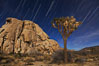 Joshua trees and star trails, moonlit night. The Joshua Tree is a species of yucca common in the lower Colorado desert and upper Mojave desert ecosystems. Joshua Tree National Park, California, USA. Image #27710