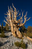 Ancient bristlecone pine trees in Patriarch Grove, display characteristic gnarled, twisted form as it rises above the arid, dolomite-rich slopes of the White Mountains at 11000-foot elevation. Patriarch Grove, Ancient Bristlecone Pine Forest. White Mountains, Inyo National Forest, California, USA. Image #28526