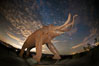 Mammoth art sculpture, by Ricardo Breceda, at night under the stars in Galleta Meadows. Borrego Springs, California, USA. Image #28812