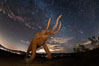Mammoth art sculpture, by Ricardo Breceda, at night under the stars in Galleta Meadows. Borrego Springs, California, USA. Image #28813